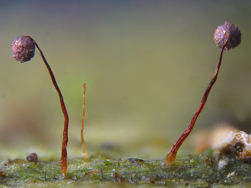 Cribraria languescens?